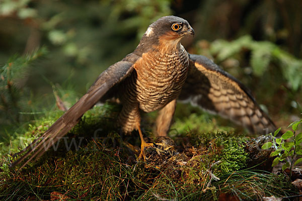 Sperber (Accipiter nisus)