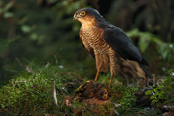 Sperber (Accipiter nisus)