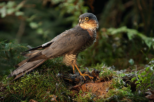 Sperber (Accipiter nisus)