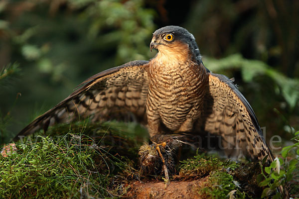 Sperber (Accipiter nisus)