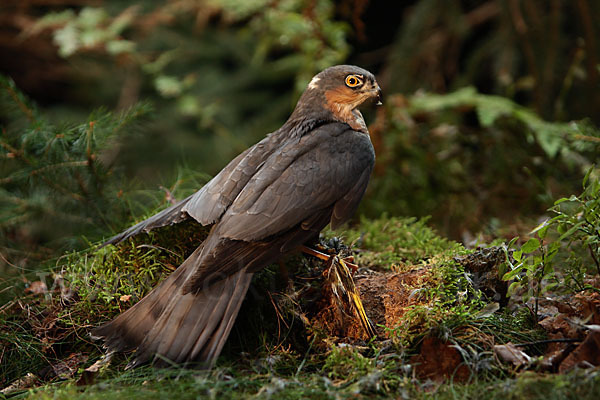 Sperber (Accipiter nisus)