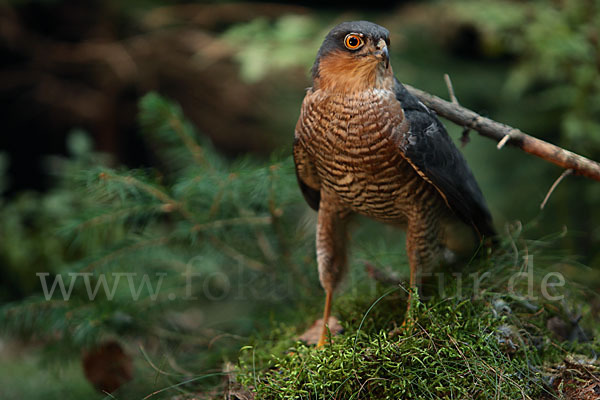 Sperber (Accipiter nisus)