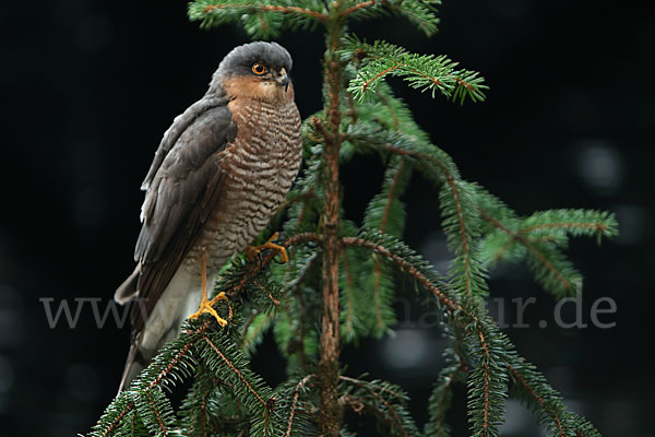 Sperber (Accipiter nisus)