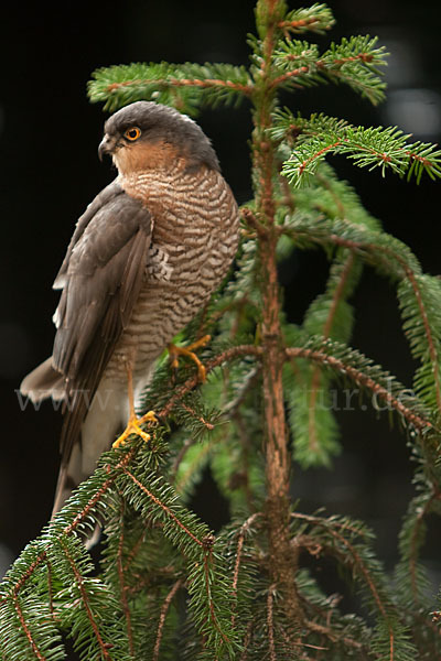 Sperber (Accipiter nisus)