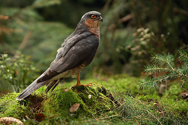 Sperber (Accipiter nisus)