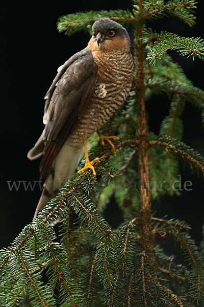 Sperber (Accipiter nisus)