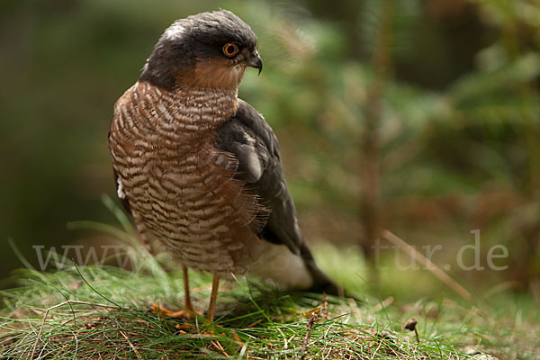 Sperber (Accipiter nisus)