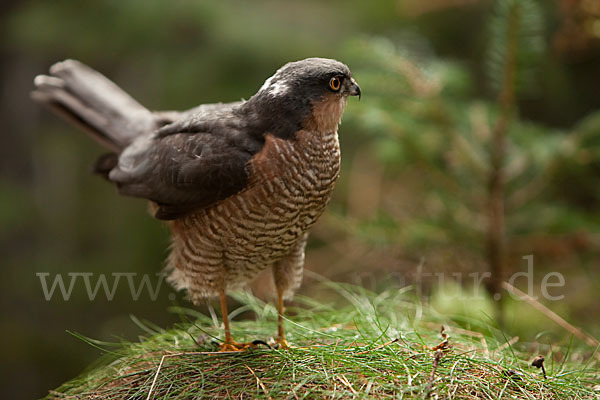 Sperber (Accipiter nisus)