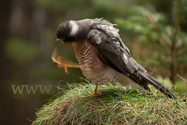 Sperber (Accipiter nisus)