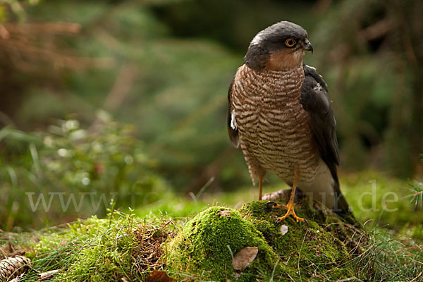 Sperber (Accipiter nisus)