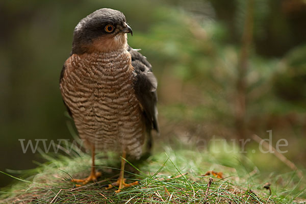 Sperber (Accipiter nisus)