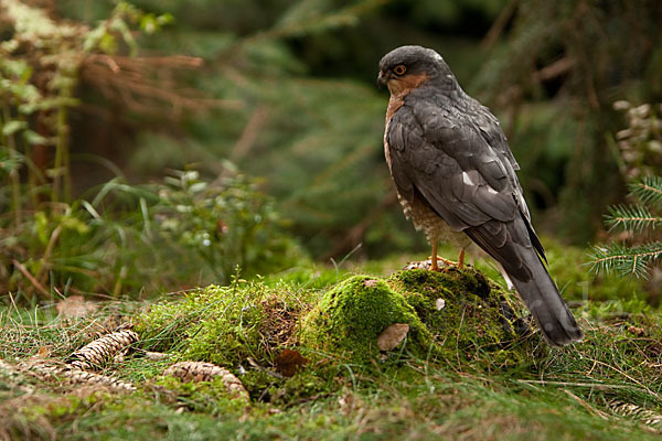 Sperber (Accipiter nisus)