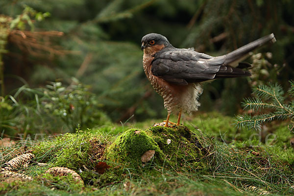 Sperber (Accipiter nisus)