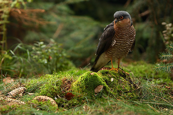 Sperber (Accipiter nisus)