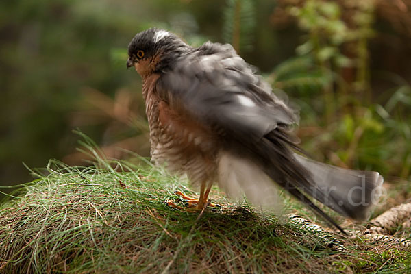 Sperber (Accipiter nisus)