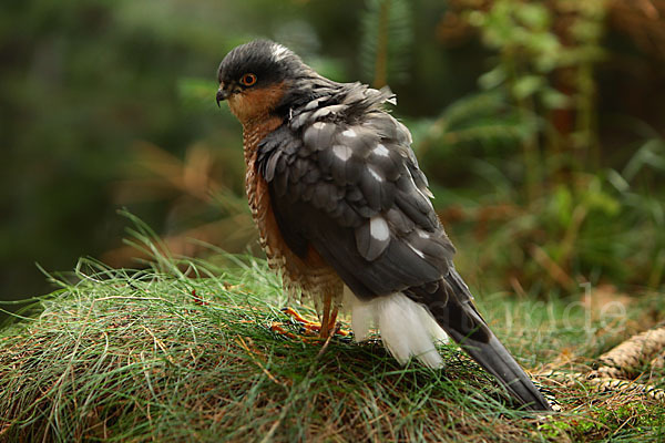 Sperber (Accipiter nisus)