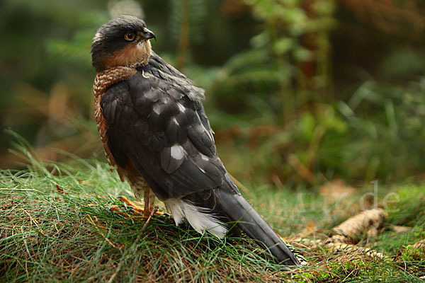 Sperber (Accipiter nisus)