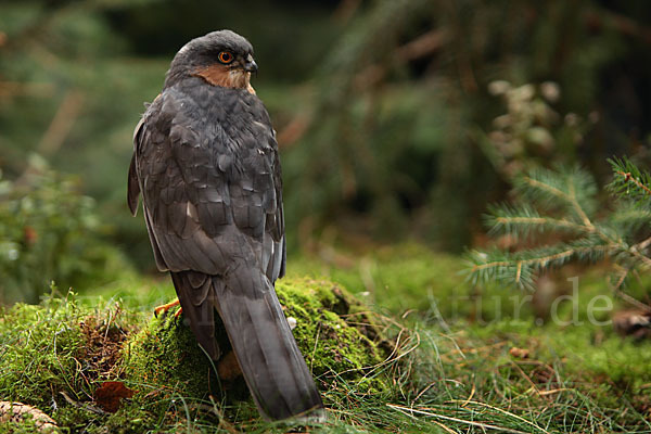 Sperber (Accipiter nisus)