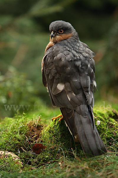 Sperber (Accipiter nisus)