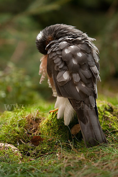 Sperber (Accipiter nisus)