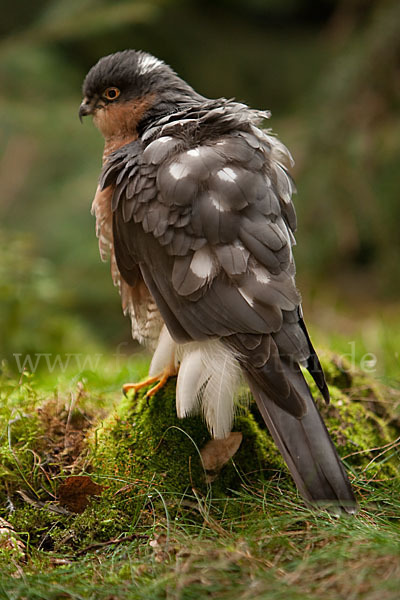 Sperber (Accipiter nisus)