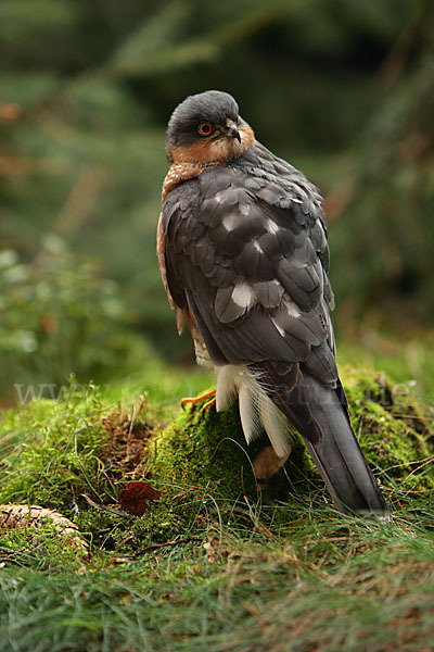 Sperber (Accipiter nisus)