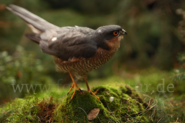 Sperber (Accipiter nisus)