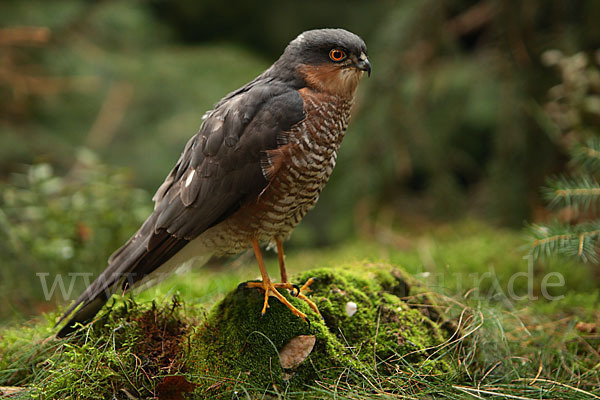 Sperber (Accipiter nisus)