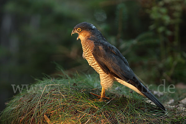 Sperber (Accipiter nisus)