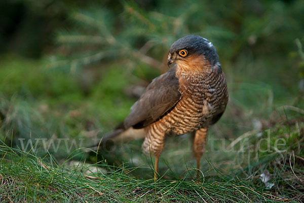 Sperber (Accipiter nisus)