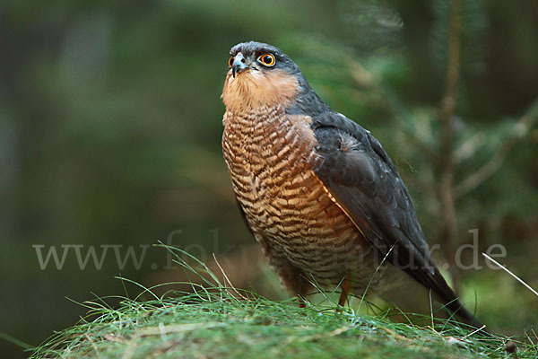 Sperber (Accipiter nisus)