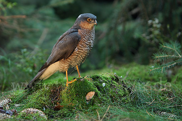 Sperber (Accipiter nisus)