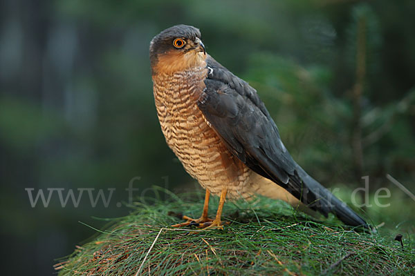 Sperber (Accipiter nisus)