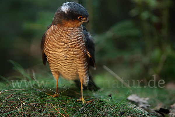 Sperber (Accipiter nisus)