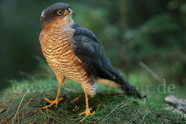 Sperber (Accipiter nisus)