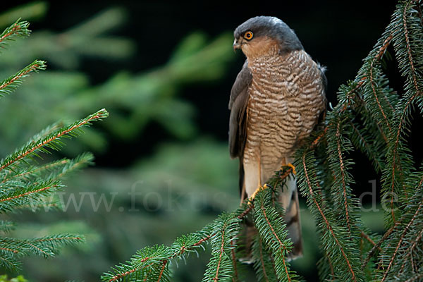 Sperber (Accipiter nisus)