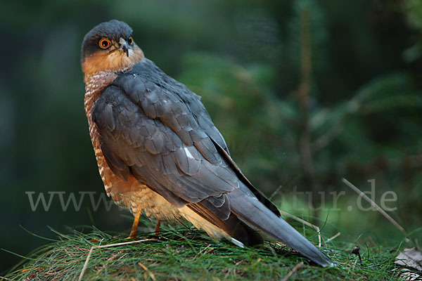 Sperber (Accipiter nisus)