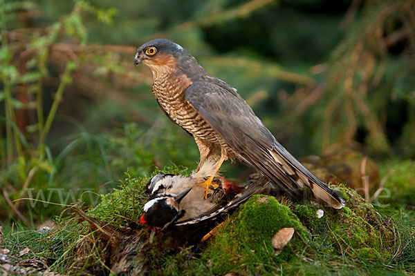 Sperber (Accipiter nisus)