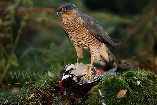 Sperber (Accipiter nisus)