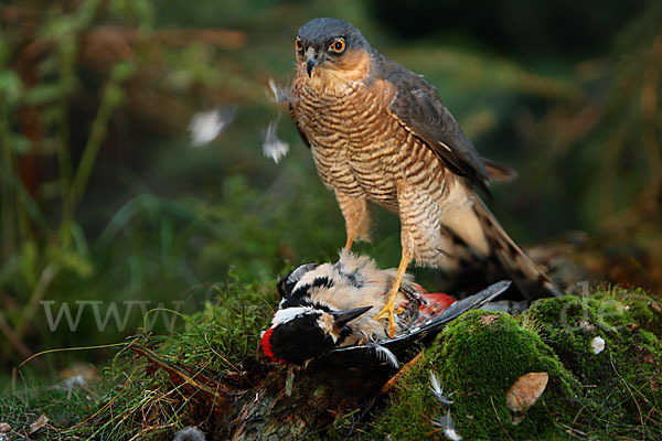 Sperber (Accipiter nisus)