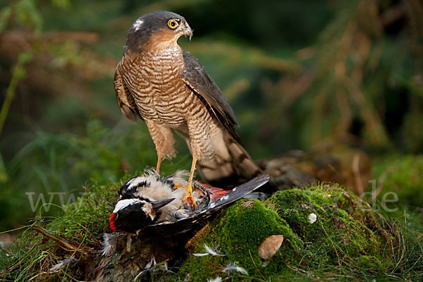 Sperber (Accipiter nisus)