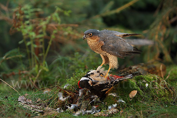 Sperber (Accipiter nisus)