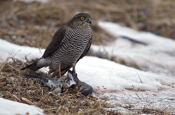 Sperber (Accipiter nisus)