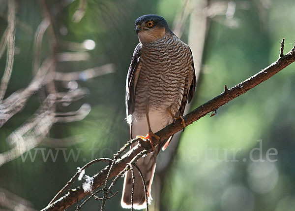 Sperber (Accipiter nisus)