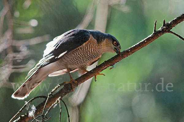 Sperber (Accipiter nisus)