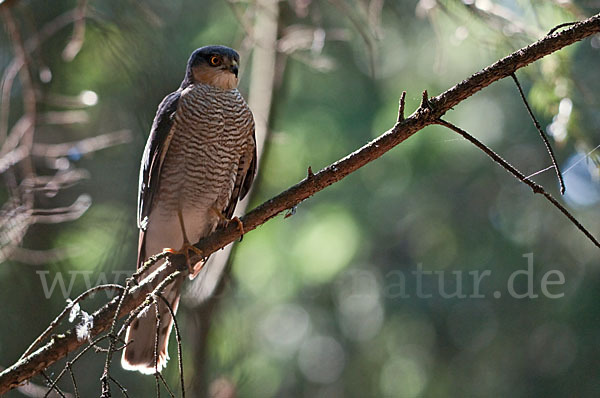 Sperber (Accipiter nisus)