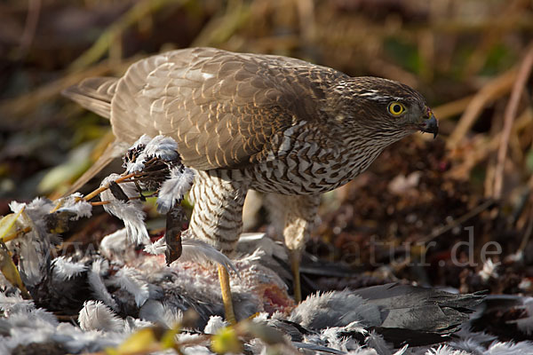 Sperber (Accipiter nisus)