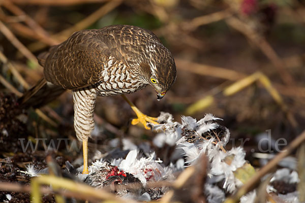 Sperber (Accipiter nisus)