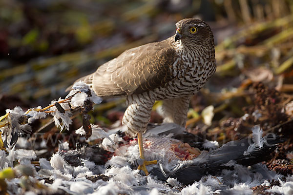 Sperber (Accipiter nisus)