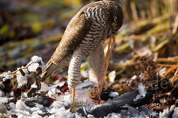 Sperber (Accipiter nisus)